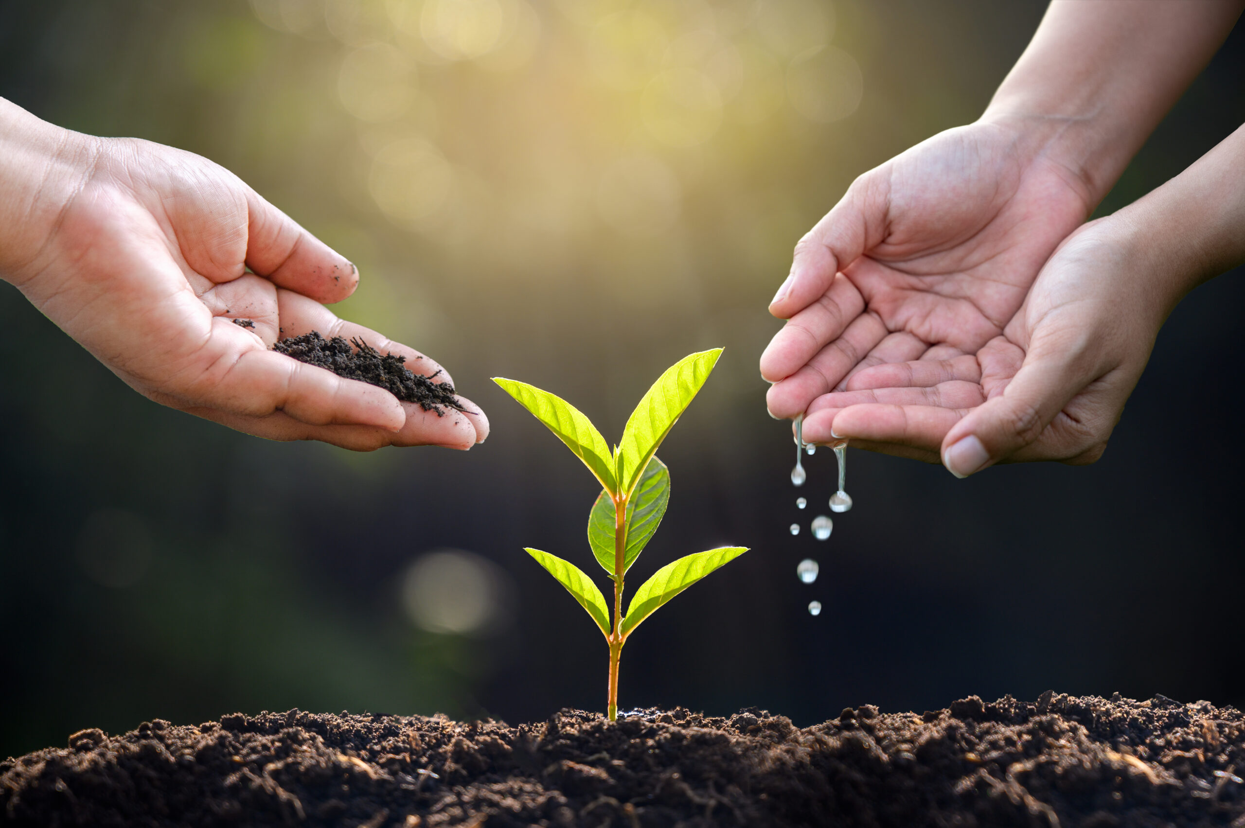 hand Watering plants tree mountain green Background Female hand