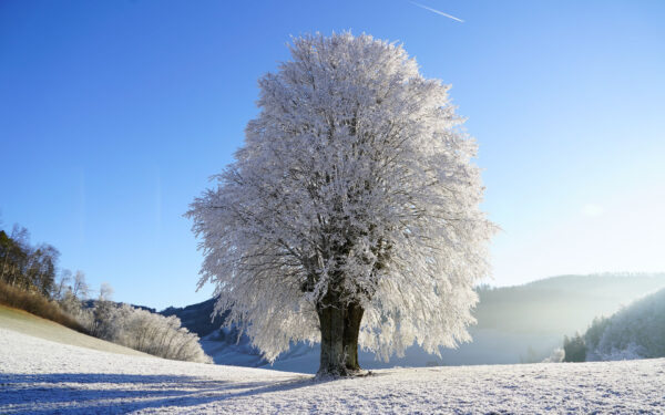 tree-1959267_1920-1a