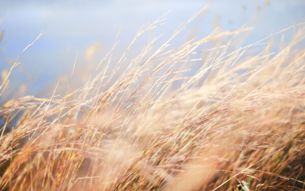 wind-1a